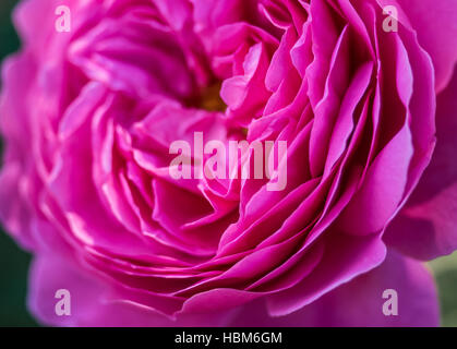 pink peony flower petals macro background Stock Photo - Alamy