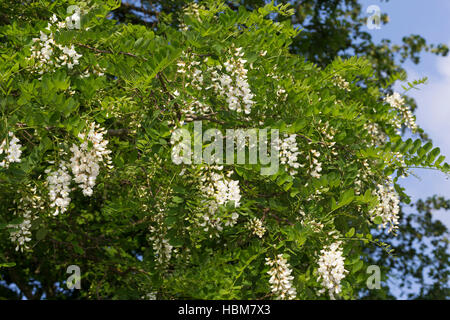 Robinie, Gewöhnliche Scheinakazie, Schein-Akazie, Blüten, Robinia pseudoacacia, False Acacia, Black Locust, Robinia Stock Photo