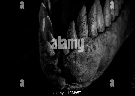 Tyrannosaurus rex dinosaur tusks, long, sharp teeth Stock Photo