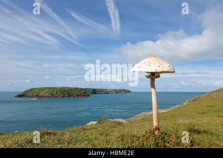 A large Parasol Mushroom, Macrolepiota procera, growing on the cliff top at Wooltack Point in Pembrokeshire, South West Wales. Stock Photo