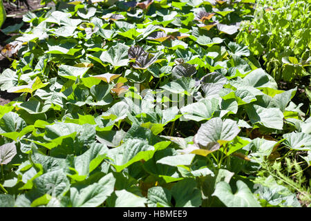 Green and purple fresh leaves of sweet potato on farm Stock Photo