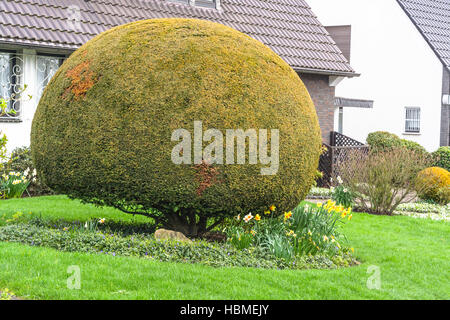 Thuja Garden Bush And Cypress In A Pots Isolated On White Background 