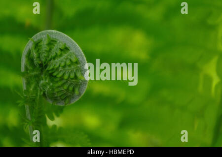 Spiral of young fern in spring, close-up Stock Photo