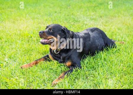 Good Rottweiler Dog Laying on Lawn Stock Photo