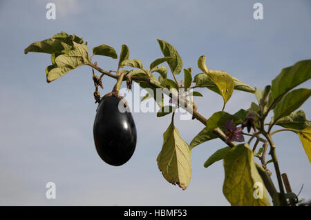 Solanum melongena, Aubergine, Eggplant Stock Photo