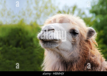 Camel portrait close up Stock Photo