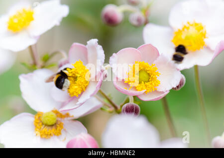 a bee collects pollen from flower, close-up Stock Photo
