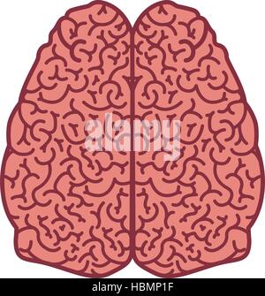 brain silhouette color with two cerebral hemispheres vector illustration Stock Vector