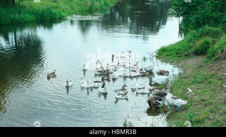domestic geese swimming on the water Stock Photo