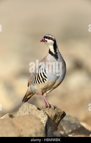 Chukar - Alectoris chukar Stock Photo