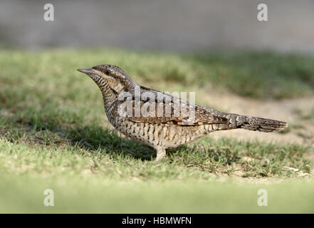 Wryneck - Jynx torquilla Stock Photo