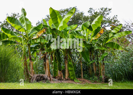 Banana plantation trees in a forest Stock Photo