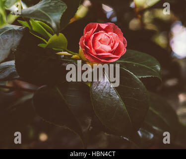 A single pink red rose growing on a bush. Stock Photo