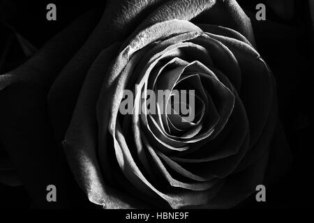 Black and white rose close up photo Stock Photo