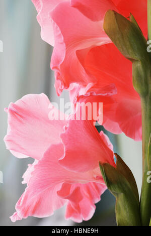 Beautiful pink gladiolus flowers Stock Photo