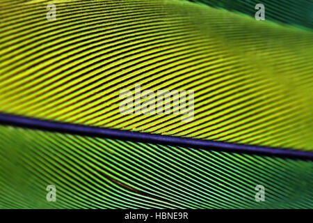 Close up macro photo of parrot's feather Stock Photo