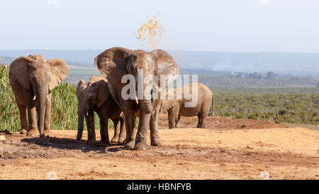African Bush Elephant having a mud bath Stock Photo