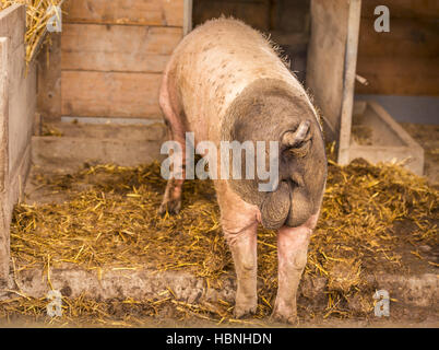 Swabian male pig rear view Stock Photo