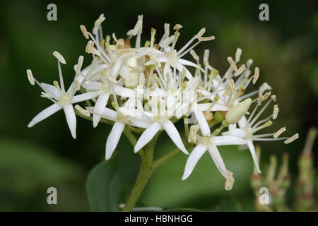 Common dogwood, Cornus sanguinea Stock Photo