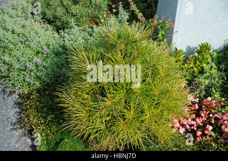 Sciadopitys verticillata, Umbrella pine Stock Photo