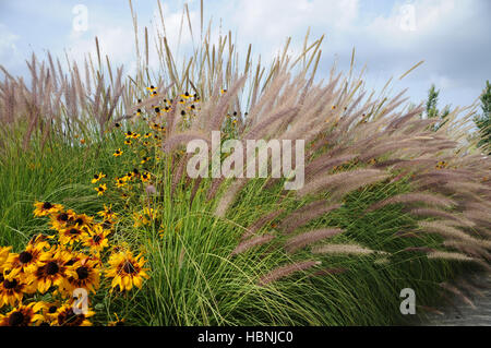 Pennisetum setaceum Pegasus, Fountaingras Stock Photo