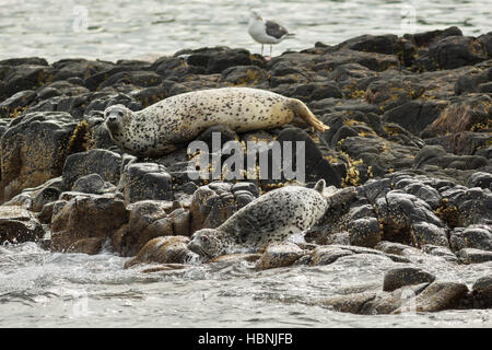 Pusa is a genus of earless seals. Stock Photo