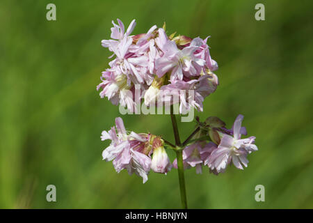 Common soapwort, Saponaria officinalis Stock Photo