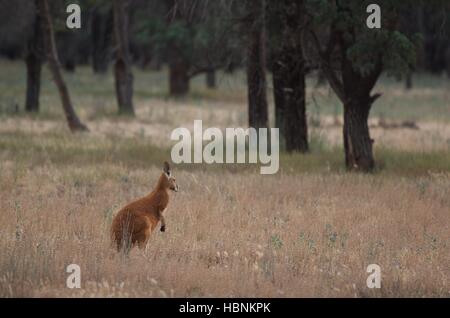 A Red Kangaroo (Macropus rufus) in the grasslands at dusk at Flinders Ranges National Park, South Australia. Stock Photo