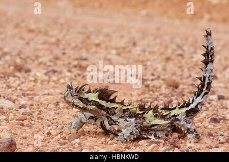 Front view of a Thorny Devil lizard (Moloch horridus) from Pinkawillinie Conservation Park in South Australia. Stock Photo