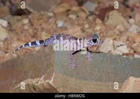 A Common Thick-tailed Gecko (Underwoodisaurus milii) at night in Flinders Ranges National Park, South Australia Stock Photo