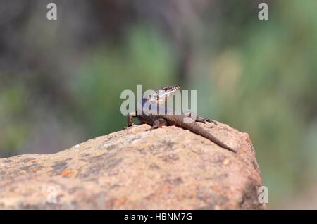 A Tree Skink or Rock Skink (Egernia striolata) looking over its shoulder at Flinders Ranges National Park, South Australia Stock Photo