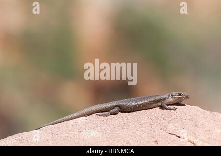 A Tree Skink or Rock Skink (Egernia striolata) stretched across a boulder at Telowie Gorge Conservation Park, South Australia Stock Photo