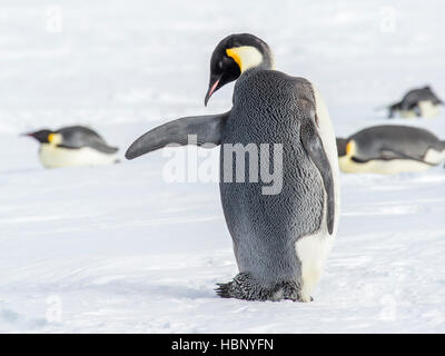 Emperor Penguin on traffic duty Stock Photo