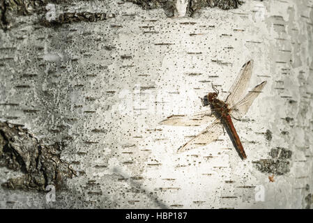 dragonfly sitting on a birch trunk close-up Stock Photo