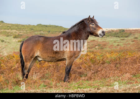 Wild Exmoor pony, Exmoor National Park, Somerset, England, UK Stock Photo