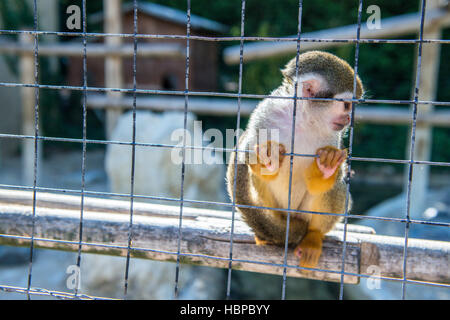 monkey in a cage at a zoo Stock Photo
