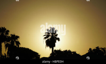 silhouette of palm tree in the sunset Stock Photo