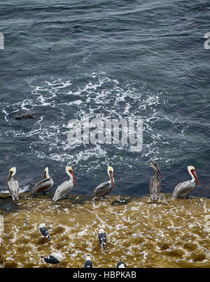 pelicans Stock Photo