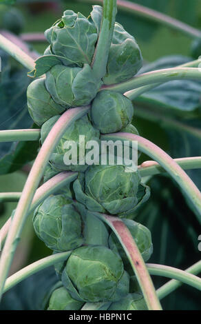Rosenkohl, Brassica oleracea var. gemmifera, Stock Photo