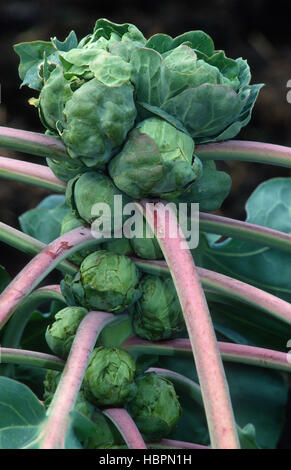 Rosenkohl, Brassica oleracea var. gemmifera, Stock Photo