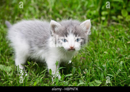 small gray kitten on the grass close up Stock Photo