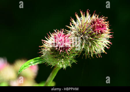 cocklebur , beggar's button, Stock Photo