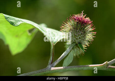 cocklebur , beggar's button, Stock Photo