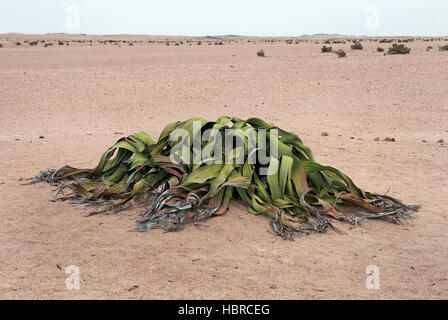 Welwitschia mirabilis Stock Photo