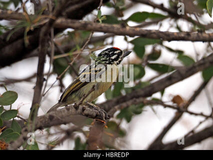 tiny Red-fronted Tinkerbird (Pogoniulus pusillus) with typical conspicuous bristly whiskers in leafy bush at Lake Baringo Kenya Stock Photo