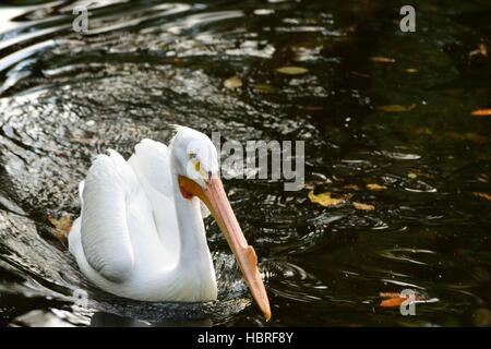An American White Pelican (Pelecanus erythrorhynchos) floating in a pond in central Florida. It is a large aquatic soaring bird from  Pelecaniformes. Stock Photo