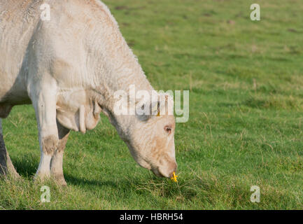 Cattle is grazing on a green meadow Stock Photo