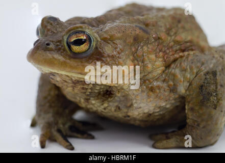 common toad male side view Stock Photo