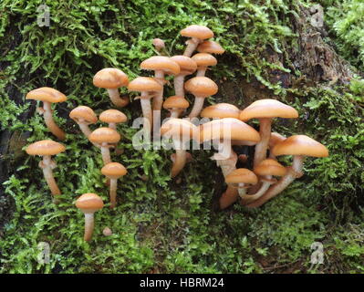 Sheathed woodtuft, Kuehneromyces mutabilis Stock Photo