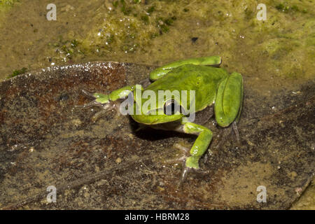 tyrrhenian tree frog Stock Photo